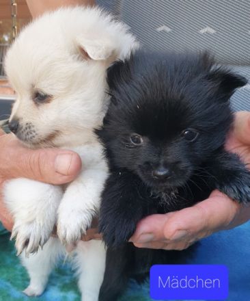 Verkaufe unseren Wurf Pomeran Zwegspitze 2Mädels 2Jungs