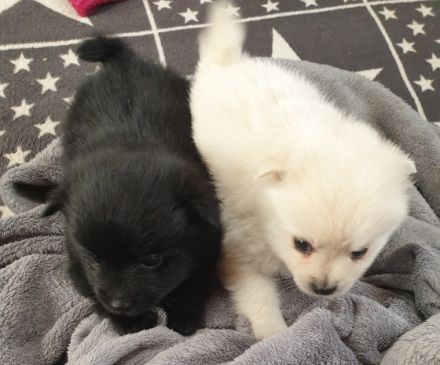 Verkaufe unseren Wurf Pomeran Zwegspitze 2Mädels 2Jungs