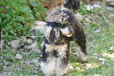 Ulli vom Wewecker Weiler, Lurchi ist ein charmanter