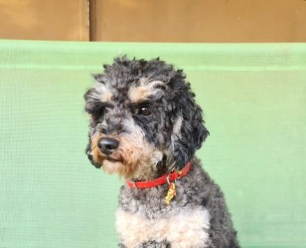 Ulli vom Wewecker Weiler, Lurchi ist ein charmanter