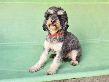 Ulli vom Wewecker Weiler, Lurchi ist ein charmanter