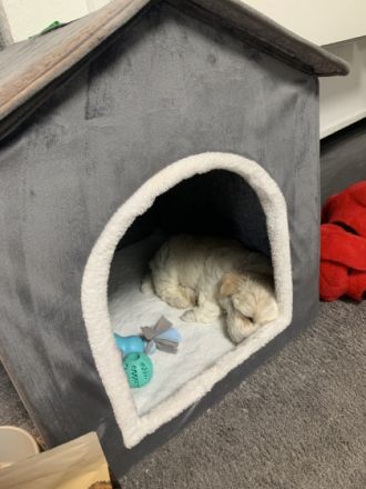 Kleiner welpe sucht ein neues zuhause, er ist sehr