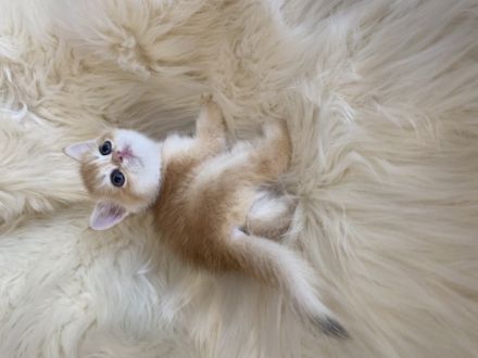 Hallo ihr Lieben , Wir sind Kleine Hobby Zucht von Bkh