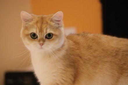 Hallo ihr Lieben , Wir sind Kleine Hobby Zucht von Bkh