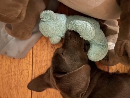 Drei kleine Labbi Babys sind noch zu haben. Die Kleinen