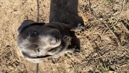 Drei kleine Labbi Babys sind noch zu haben. Die Kleinen