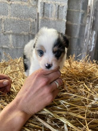 Am 29.9.2022 sind unsere süssen welpen zur welt