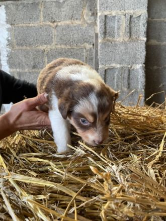 Am 29.9.2022 sind unsere süssen welpen zur welt