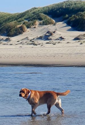 You`ll never walk alone Gustav