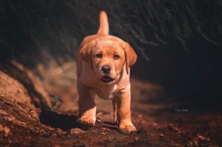 You`ll never walk alone Gustav