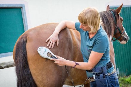 Katja Herbst - Mobile ganzeitliche Tierheilpraxis für Berlin und Brandenburg