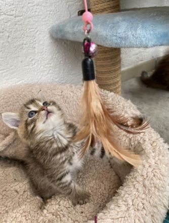 Unsere Katze hat am 22. August 5 süße Bärchen zur Welt