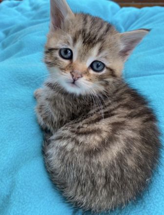 Unsere Katze hat am 22. August 5 süße Bärchen zur Welt