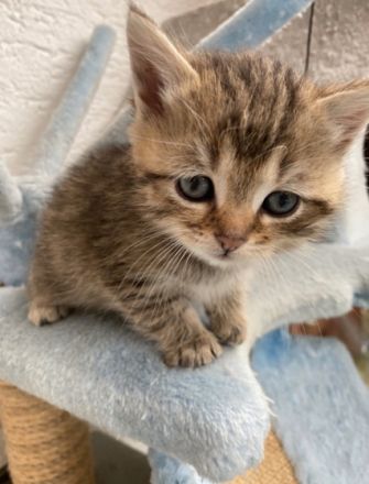 Unsere Katze hat am 22. August 5 süße Bärchen zur Welt