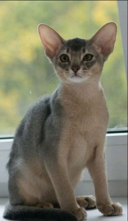 Abyssinian kennel offers kittens. For more information