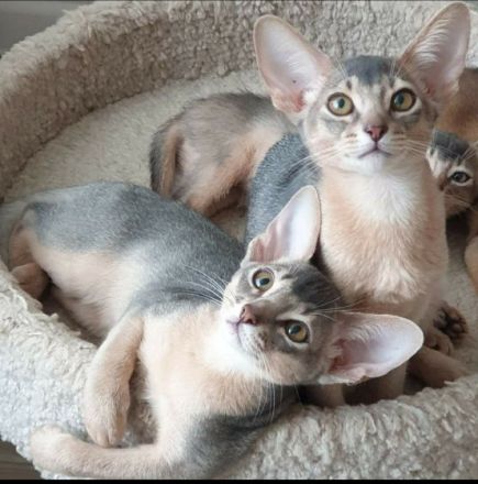 Abyssinian kennel offers kittens. For more information