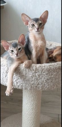 Abyssinian kennel offers kittens. For more information