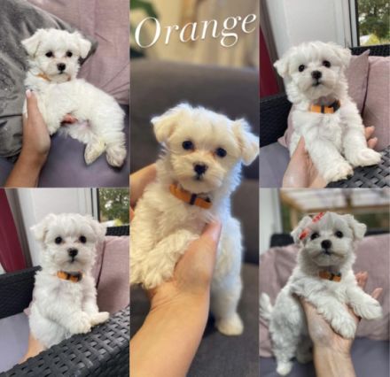 Unsere Welpen haben das Licht am 01.09.2022 erblickt.