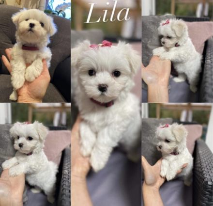 Unsere Welpen haben das Licht am 01.09.2022 erblickt.