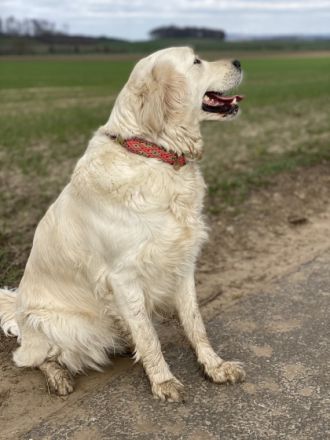 Welpen Medium apricot Die, Golden Retriever/Pudel,