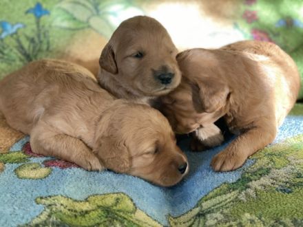 Welpen Medium apricot Die, Golden Retriever/Pudel,