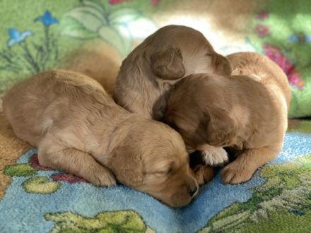 Welpen Medium apricot Die, Golden Retriever/Pudel,