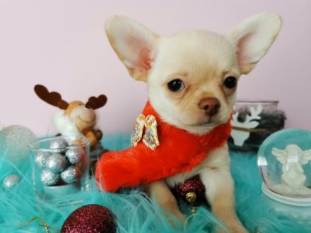 Zwei unserer schoko Buben in kurzhaar suchen noch ihr