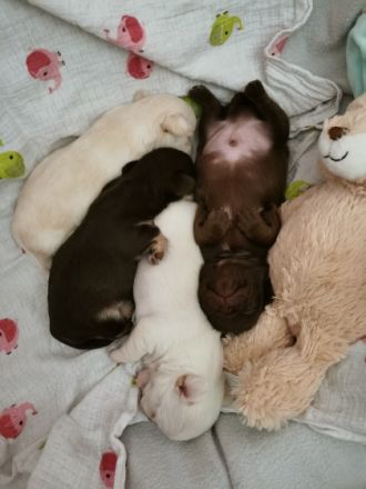 Zwei unserer schoko Buben in kurzhaar suchen noch ihr