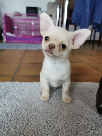 Zwei unserer schoko Buben in kurzhaar suchen noch ihr