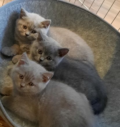 Bei Abgabe sind unsere Kitten 2mal entwurmt und 1mal