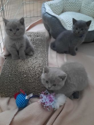 Bei Abgabe sind unsere Kitten 2mal entwurmt und 1mal