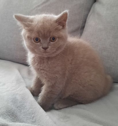 Bei Abgabe sind unsere Kitten 2mal entwurmt und 1mal