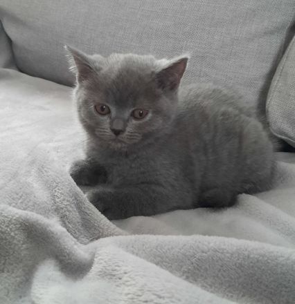 Bei Abgabe sind unsere Kitten 2mal entwurmt und 1mal