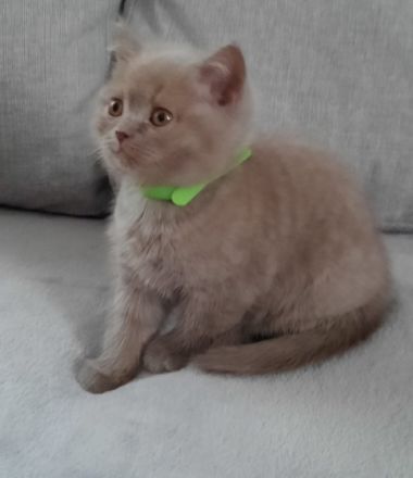 Bei Abgabe sind unsere Kitten 2mal entwurmt und 1mal