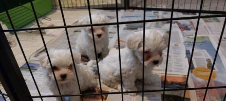 Hallo zusammen. Für Tierfreunde, die sich eine reine