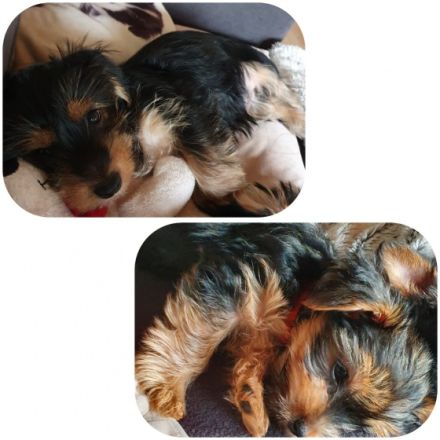 Verkaufen unsere 14 Wochen alte welpen es sind noch 2