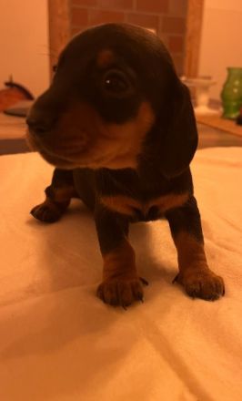 Wir haben bunten Dackelalarm! Unsere fünf