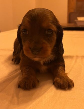 Wir haben bunten Dackelalarm! Unsere fünf