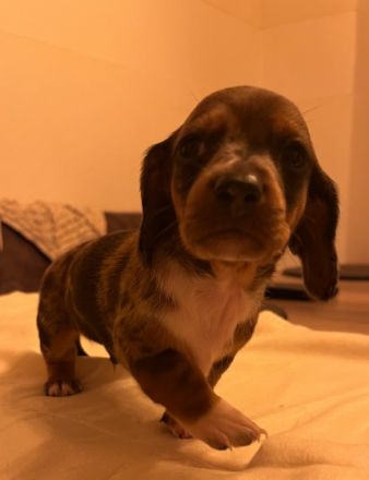 Wir haben bunten Dackelalarm! Unsere fünf