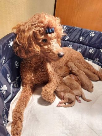 Pudel Welpen von preisgekrönten Eltern mit FCI