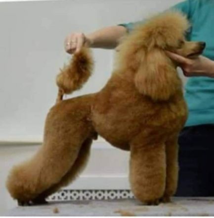 Pudel Welpen von preisgekrönten Eltern mit FCI