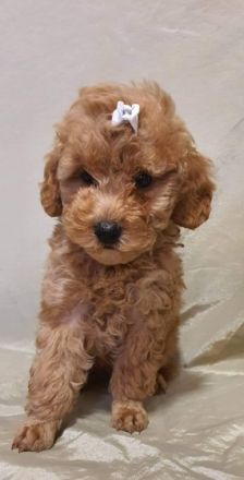 Pudel Welpen von preisgekrönten Eltern mit FCI