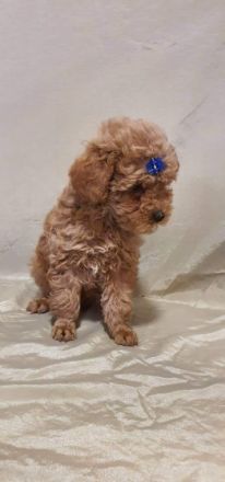 Pudel Welpen von preisgekrönten Eltern mit FCI