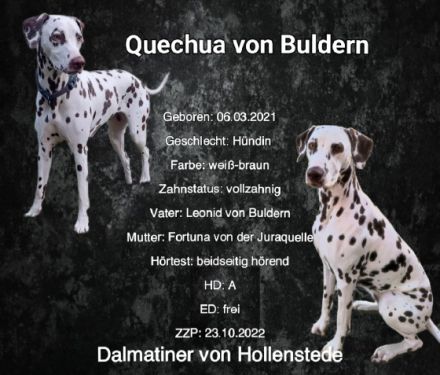 Wir planen im Frühjahr 2023 unseren A-Wurf mit unserer