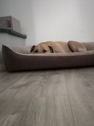 Unser Eddie ist ein sehr lieber, menschenbezogener und