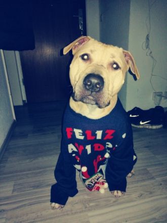 Unser Eddie ist ein sehr lieber, menschenbezogener und