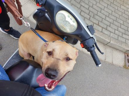 Unser Eddie ist ein sehr lieber, menschenbezogener und