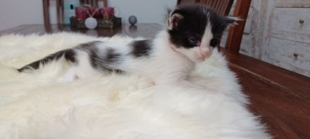 Hallo an alle Katzenfreunde! Unsere Maine Coon Kätzin