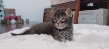 Hallo an alle Katzenfreunde! Unsere Maine Coon Kätzin