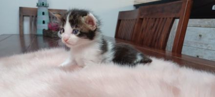 Hallo an alle Katzenfreunde! Unsere Maine Coon Kätzin